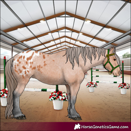 Horse Color:Bay Appaloosa 
