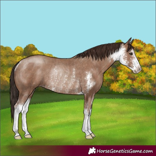 Horse Color:Classic Champagne Sabino Rabicano 