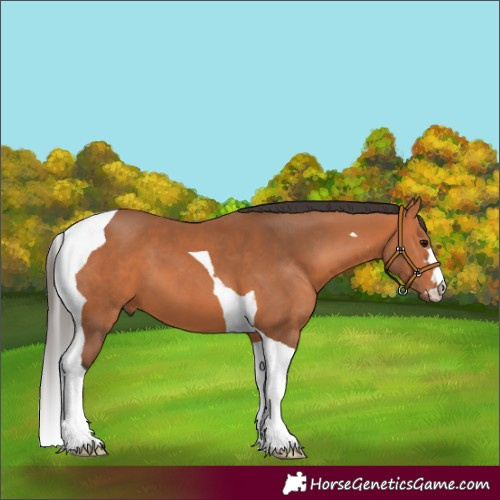 Horse Color:Bay Tobiano