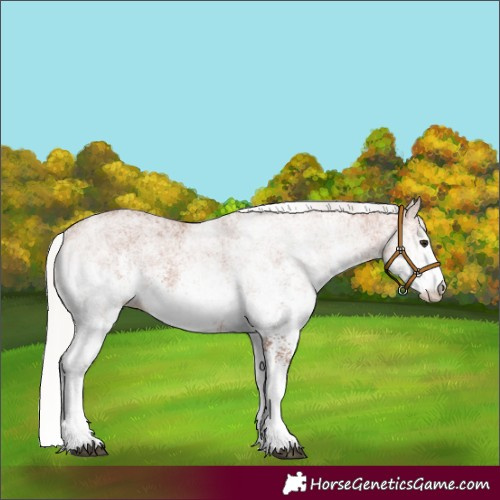 Horse Color:White Spotted Silver Bay Rabicano 