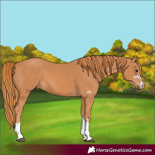 Horse Color:Chestnut 