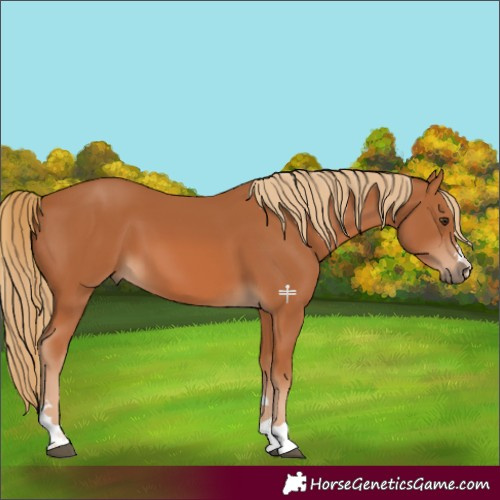 Horse Color:Chestnut 