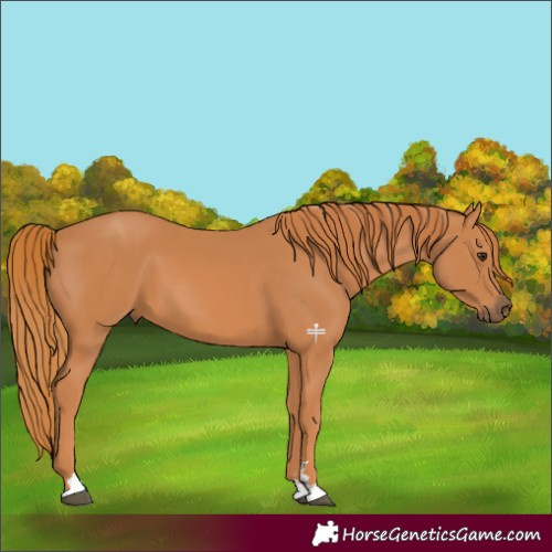 Horse Color:Chestnut 