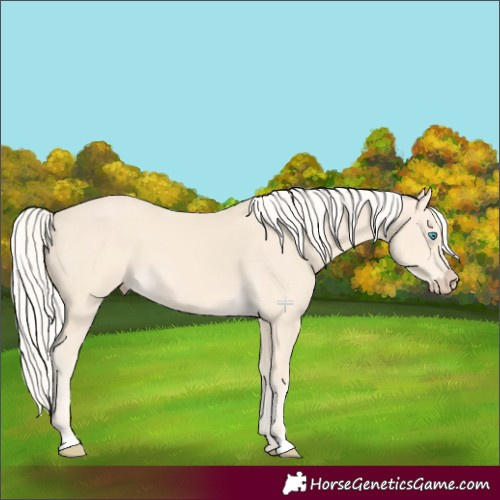 Horse Color:Cremello 