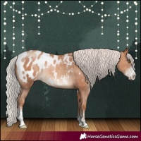 Horse Color:Silver Classic Champagne Sabino Blanket Rabicano