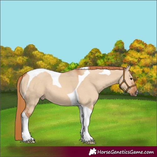 Horse Color:Red Dun Tobiano