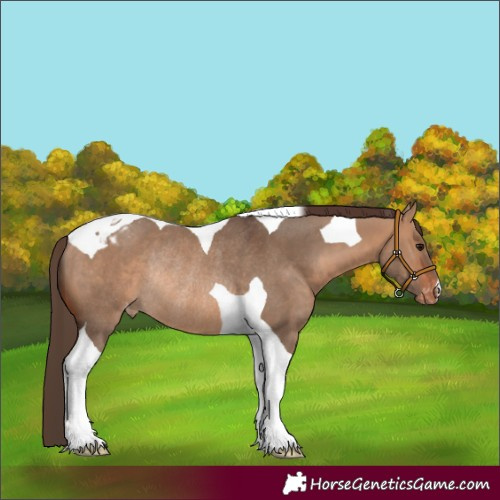 Horse Color:Bay Dun Tobiano Appaloosa Rabicano