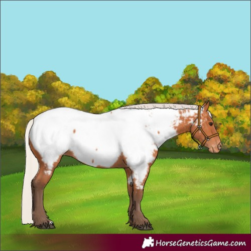 Horse Color:Silver Bay Appaloosa 