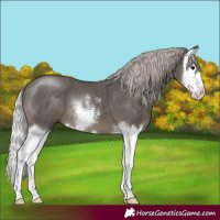 Horse Color:Silver Black Sabino Splash