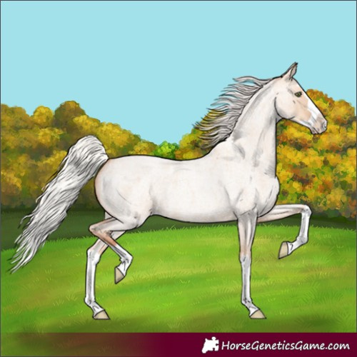 Horse Color:Silver Classic Champagne Roan Dun Splash 