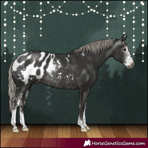 Horse Color:Gray Silver Black Sabino Blanket Rabicano 