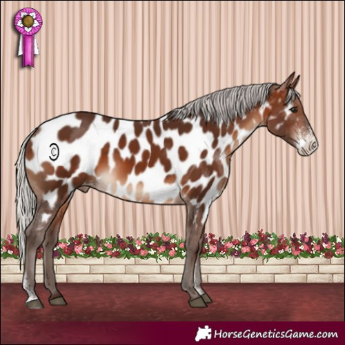 Horse Color:Silver Brown Sabino Near Leopard 