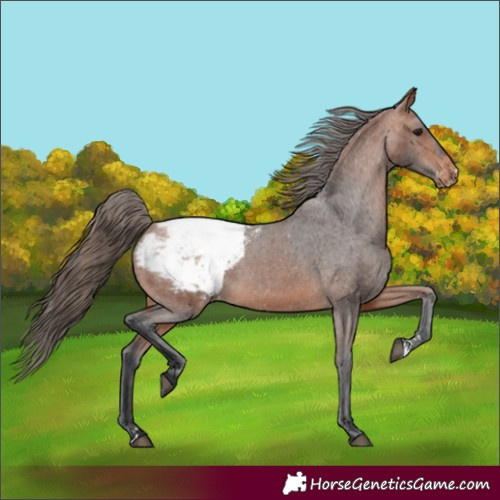 Horse Color:Bay Appaloosa 
