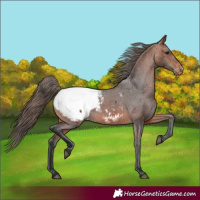 Horse Color:Bay Appaloosa 