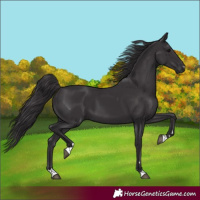 Horse Color:Smoky Black 