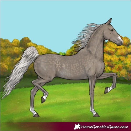 Horse Color:Silver Smoky Black 