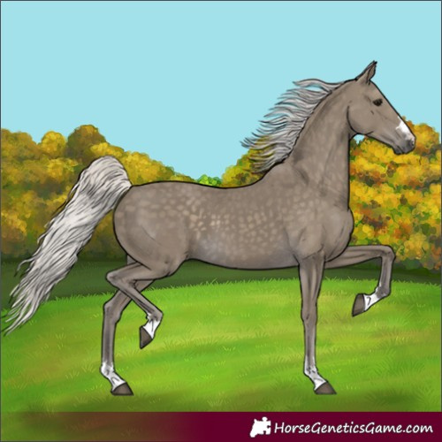 Horse Color:Silver Smoky Black 