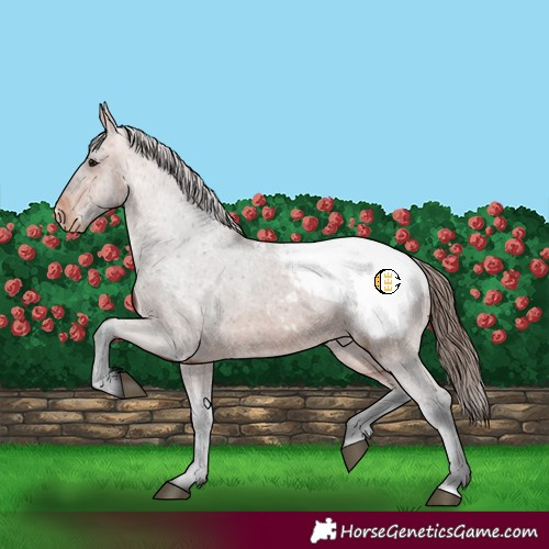 Horse Color:Bay Snowcap 