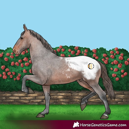 Horse Color:Bay Appaloosa 