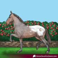 Horse Color:Bay Appaloosa