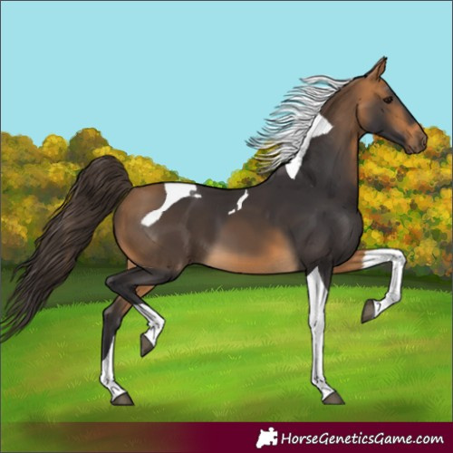 Horse Color:Buckskin Tobiano 