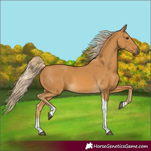Horse Color:Palomino Tobiano 