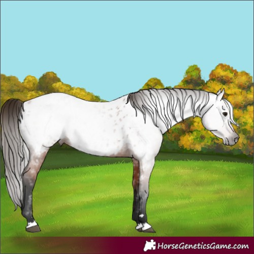 Horse Color:Gray Bay Near Leopard 