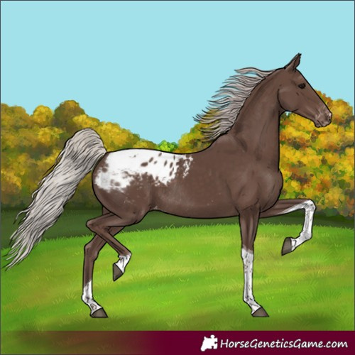 Horse Color:Silver Black Tobiano Appaloosa Rabicano 