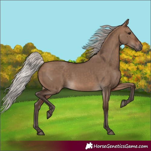 Horse Color:Silver Brown Dun 