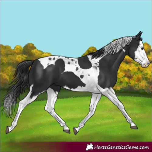 Horse Color:Black Splash Tobiano 