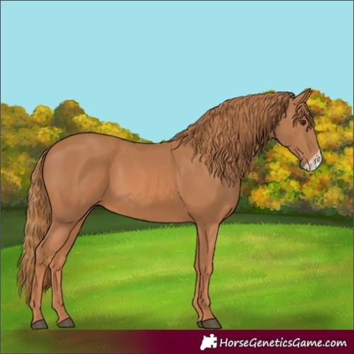 Horse Color:Chestnut Frame 