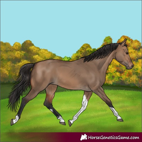 Horse Color:Brown Dun Tobiano