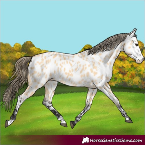 Horse Color:Buckskin Appaloosa