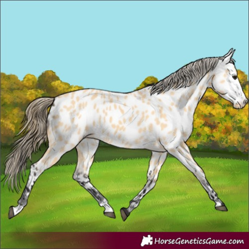 Horse Color:Buckskin Appaloosa 