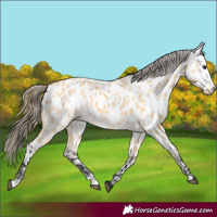 Horse Color:Buckskin Appaloosa