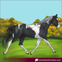 Horse Color:Black Splash Tobiano 