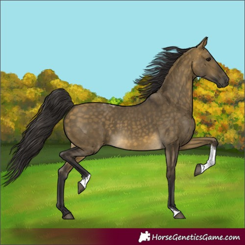 Horse Color:Buckskin Dun Tobiano 