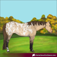 Horse Color:Buckskin Dun and Buckskin Dun Appaloosa