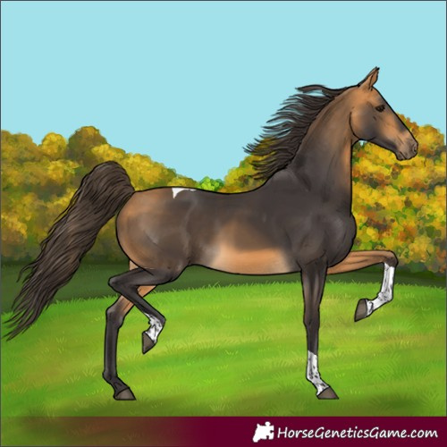 Horse Color:Unknown 