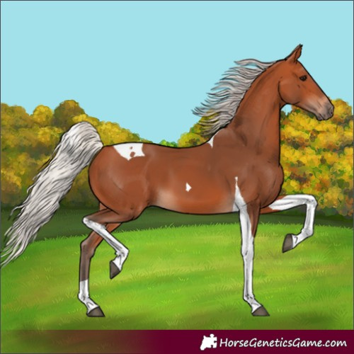 Horse Color:Silver Bay Tobiano 