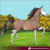 Horse Color:Bay Roan Splash