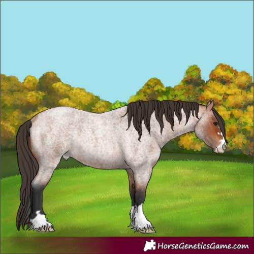 Horse Color:Bay Roan Rabicano 