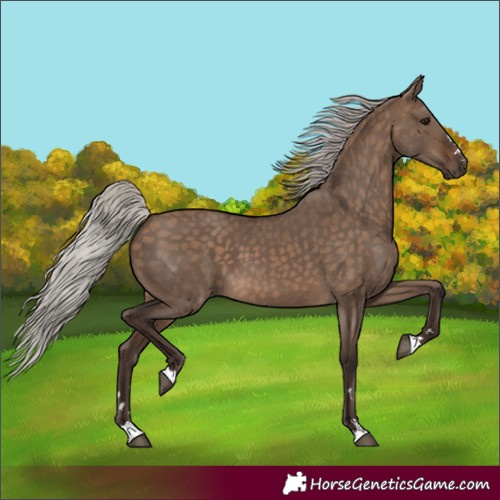 Horse Color:Silver Brown Dun 