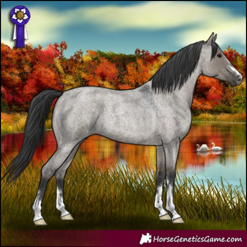 Horse Color:Grullo Roan 