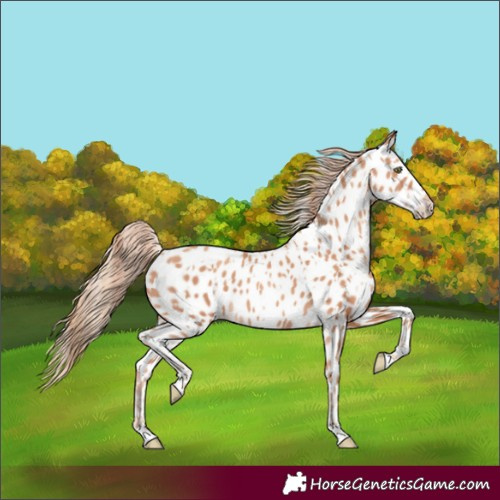 Horse Color:Gold Champagne Appaloosa  and Gold Champagne Appaloosa 