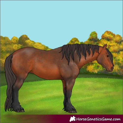 Horse Color:Bay 