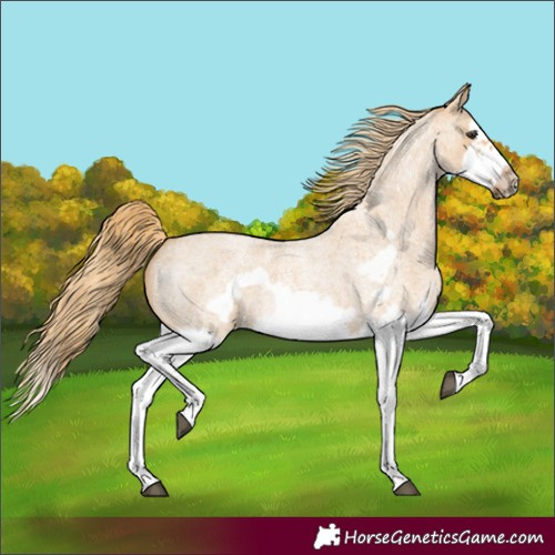 Horse Color:Red Dun Roan Splash Frame Rabicano