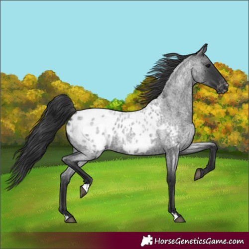 Horse Color:Blue Roan Appaloosa 