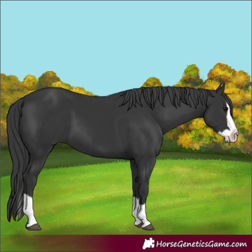 Horse Color:Black Splash 
