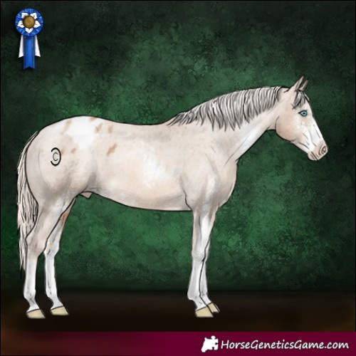 Horse Color:Chocolate Palomino Pearl Sabino Appaloosa 